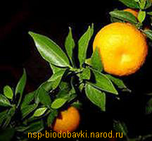 Апельсин горький