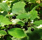 Крушина ломкая